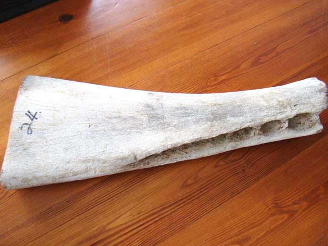 A large 19th century Sperm Whale jawbone section measuring 27 1/2" long